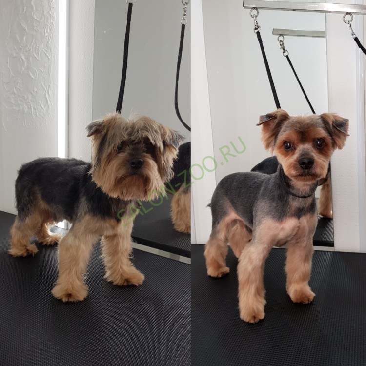 Стрижка Йорка мальчика с висячими ушами