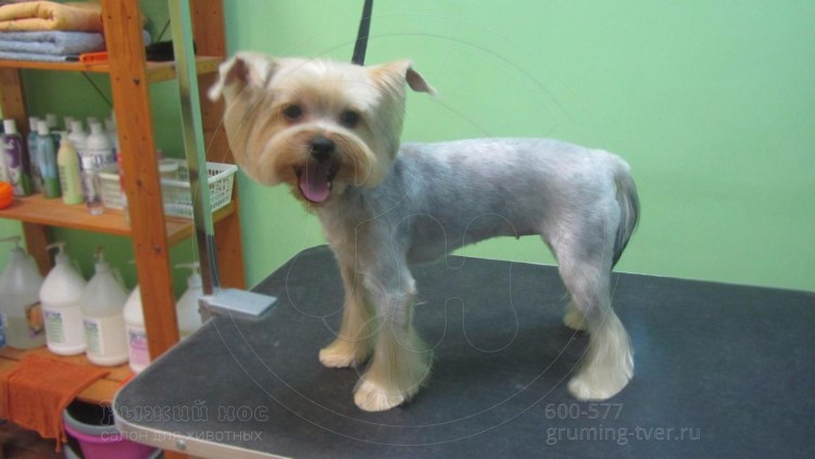 Стрижка собачек мелких пород