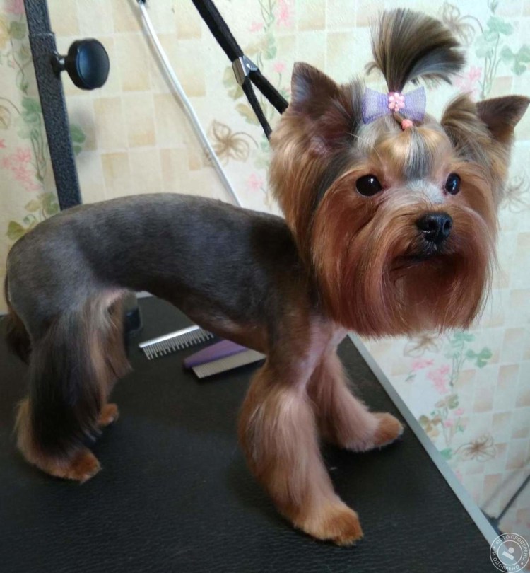 Йорк с висячими ушами