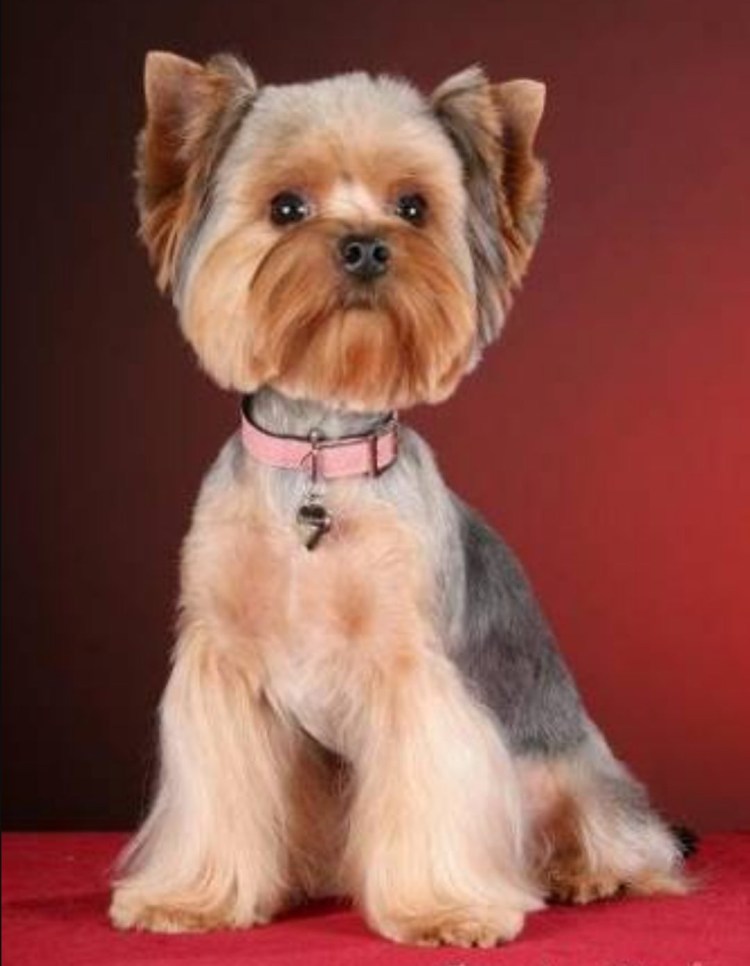 Груминг студия шерсть в Уфе