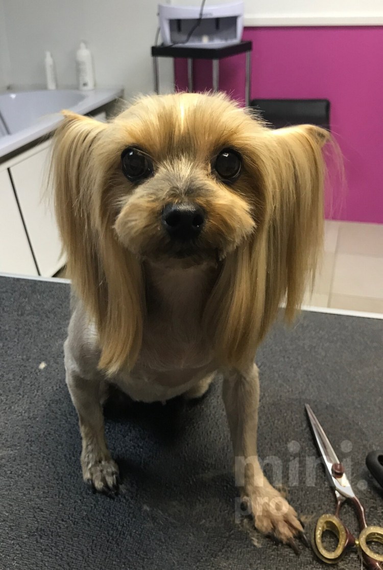 Йоркширский терьер Беар