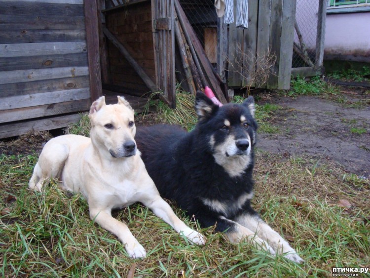 Метис лабрадора и пойнтера