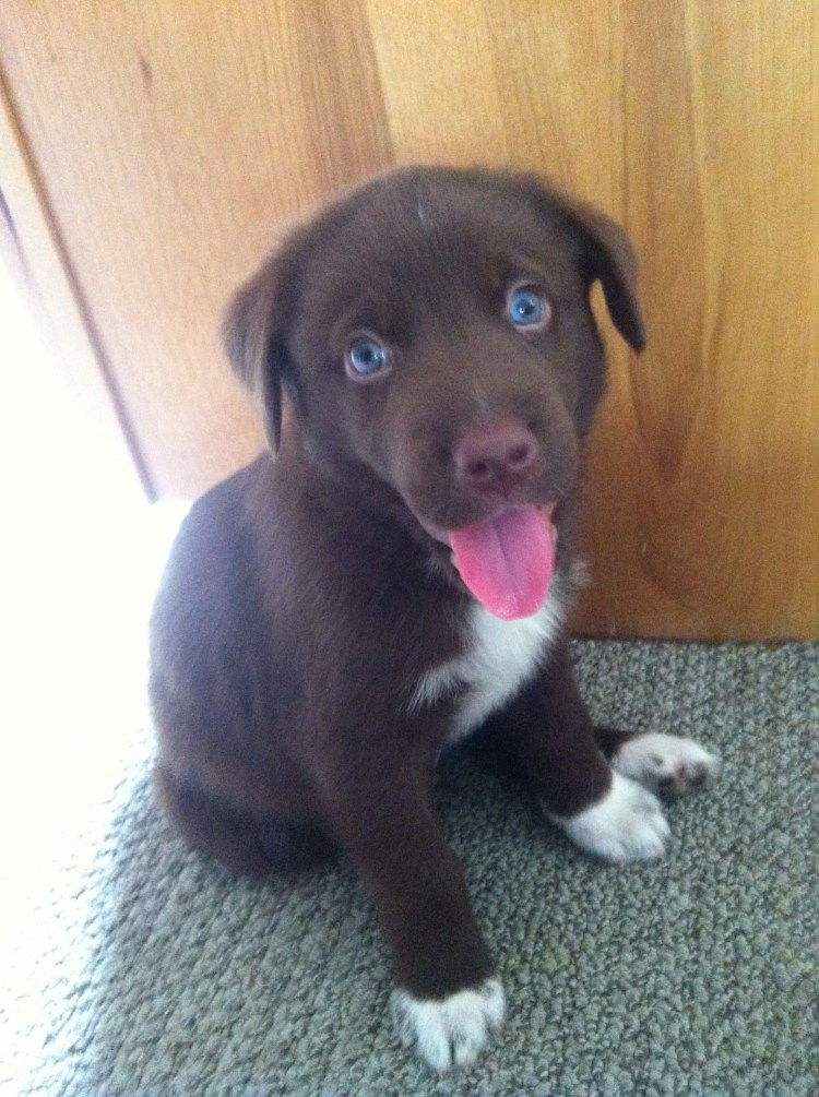 Метис швейцарской овчарки