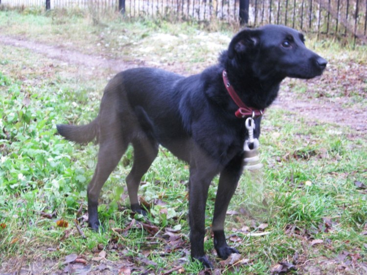 Лабрадор метис черный