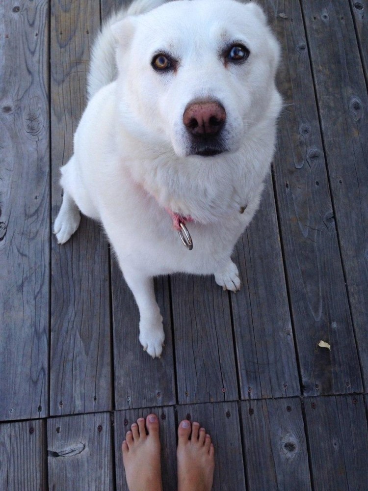 Метис ретривера и лайки