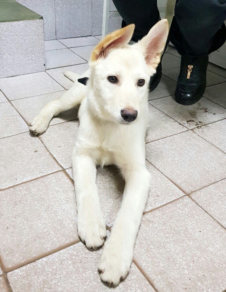 Лабрадор лайка