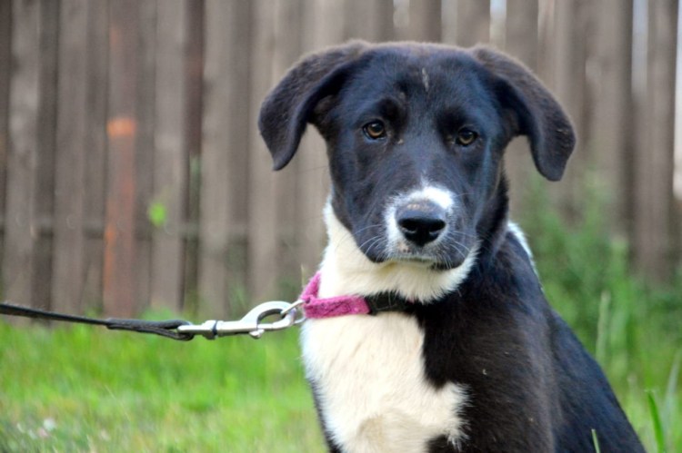 Метис лабрадора и лайки