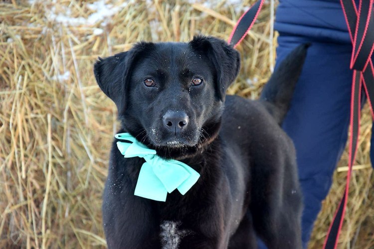 Собака из мемов