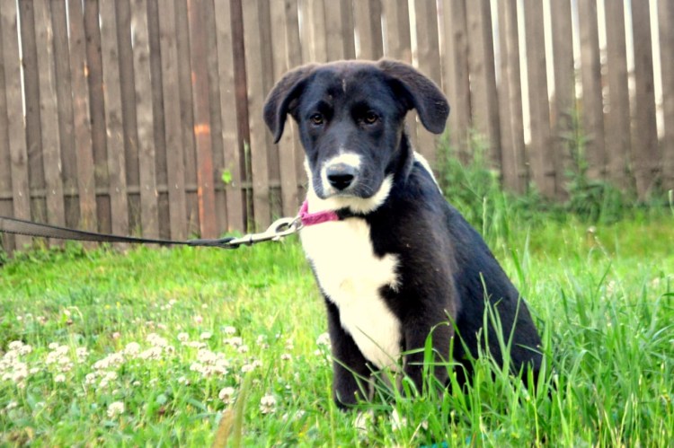 Метис лабрадора и дворняги 3 месяца