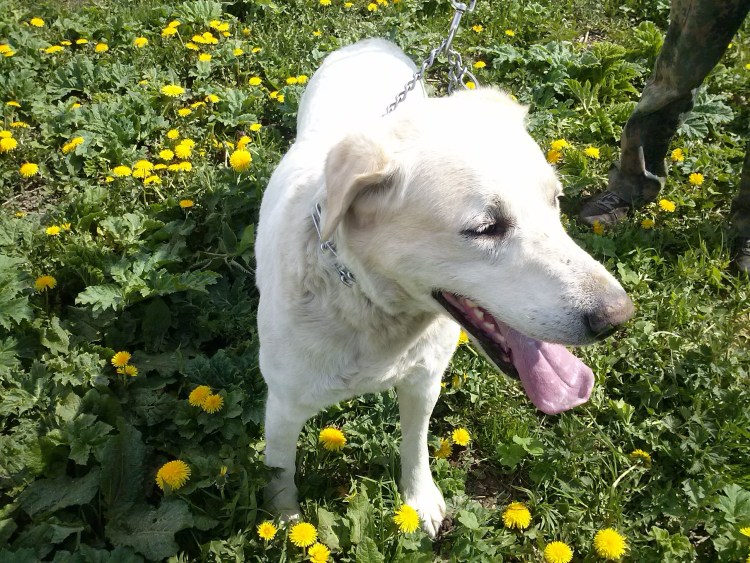 Лабролайка фото