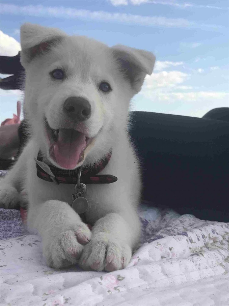 Лабрадор метис обои