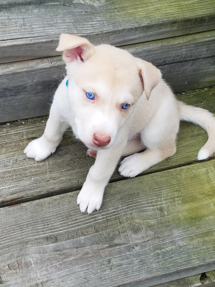 Метис лабрадора и лайки