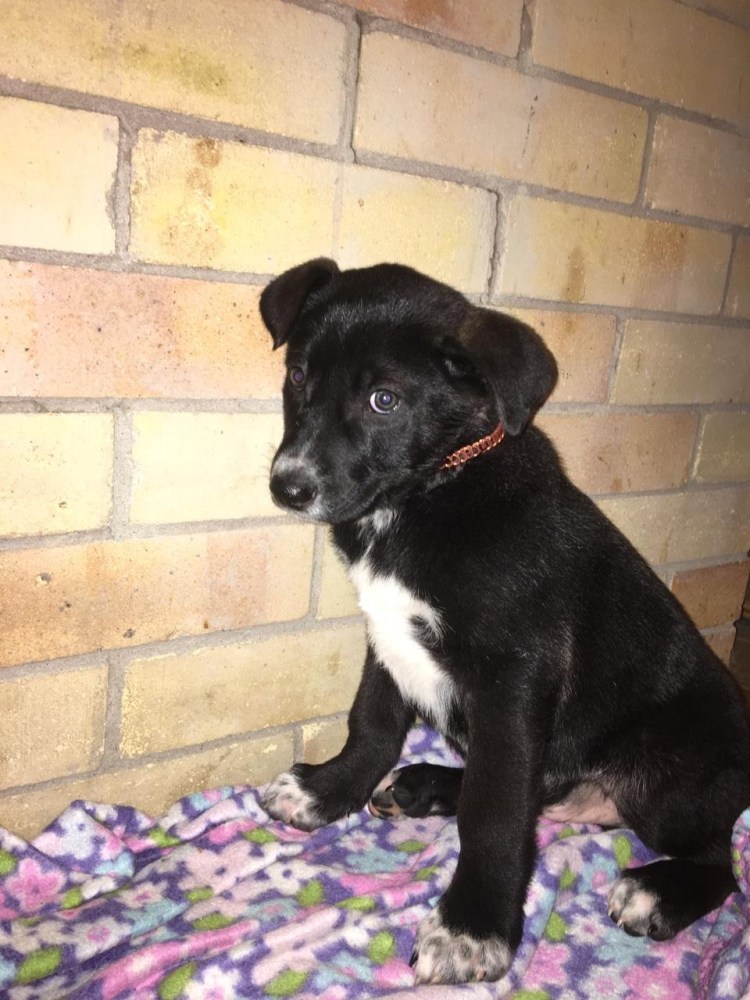 Метис лабрадора и лайки черный