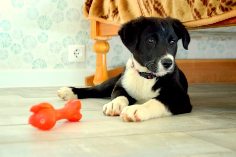 Метис лабрадора и лайки