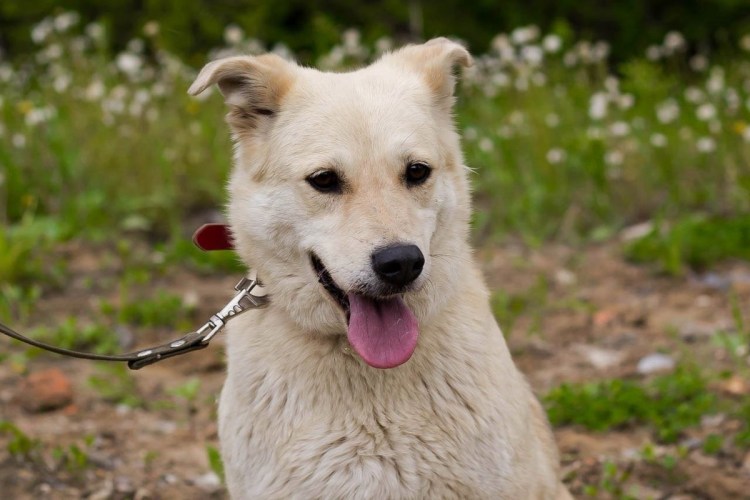 Метис лабрадора и маламута