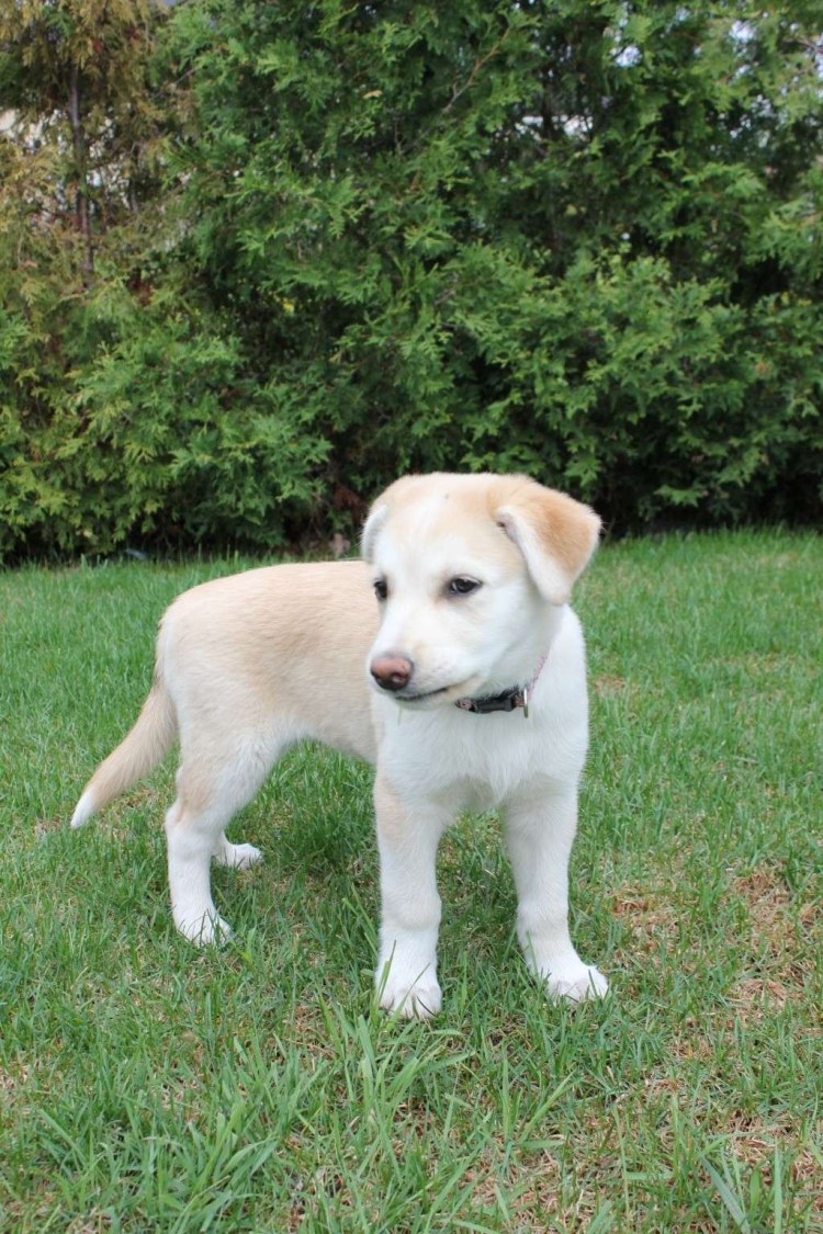 Метис лайки белый