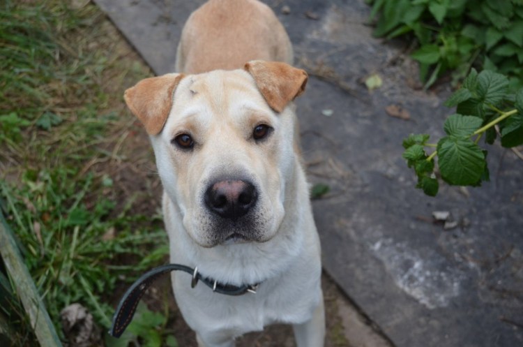 Метис лабрадора и пойнтера