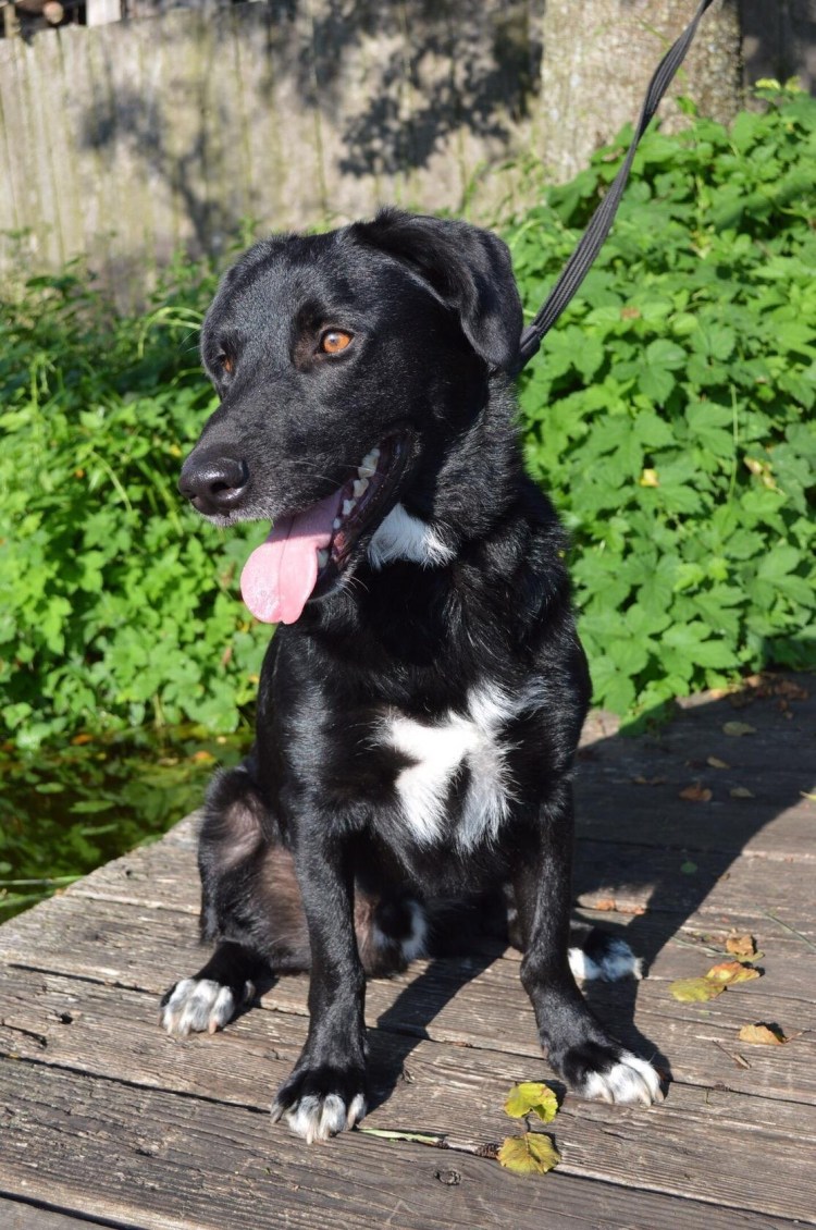 Метис алабая и лабрадора