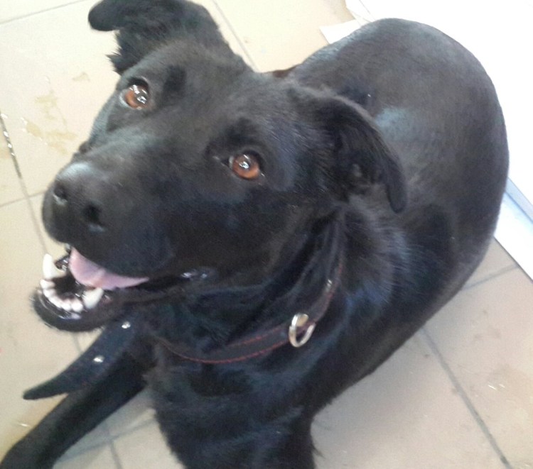 Лабрадор метис черный