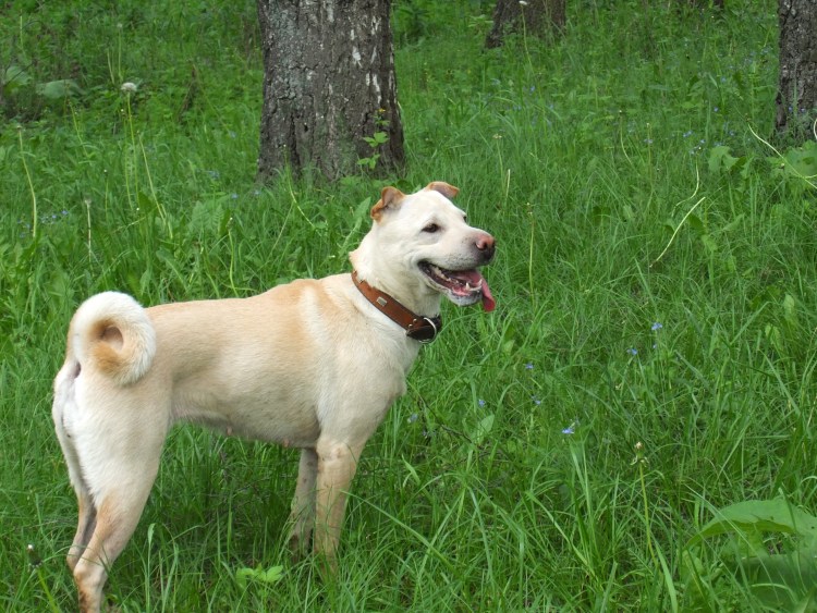 Метис лабрадора и дворняги