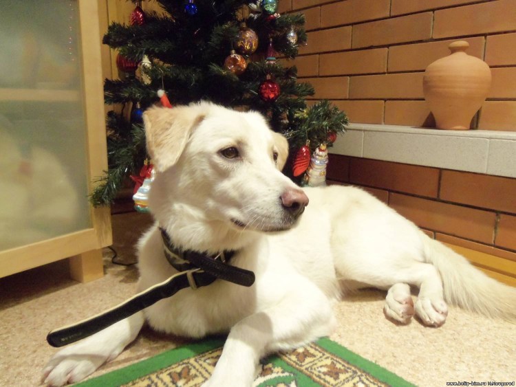 Помесь алабая