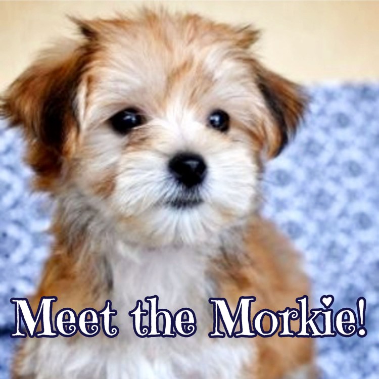 Йоркширский терьер отказники