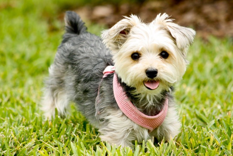 Мультипу Морки Йорктиз