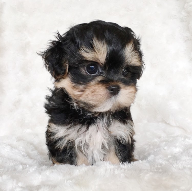 Йоркширский терьер