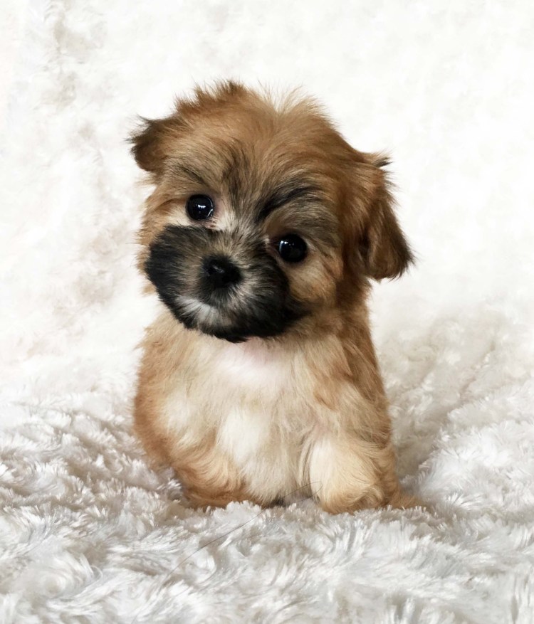 Morkie Puppies