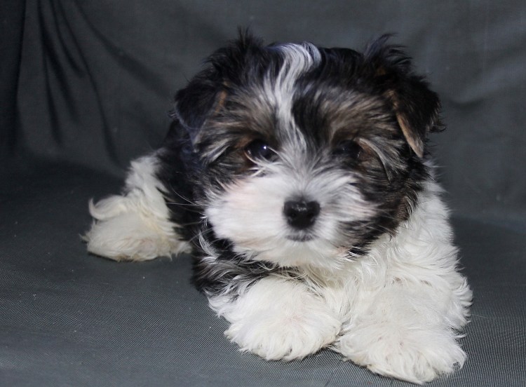 Породы собак модные в 90