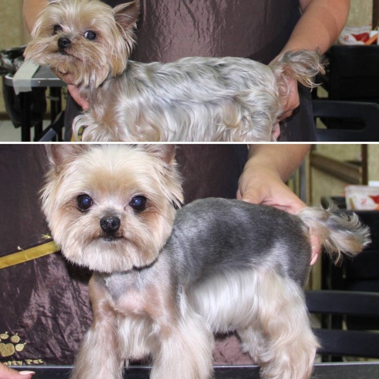 Йоркширский терьер белый щенок