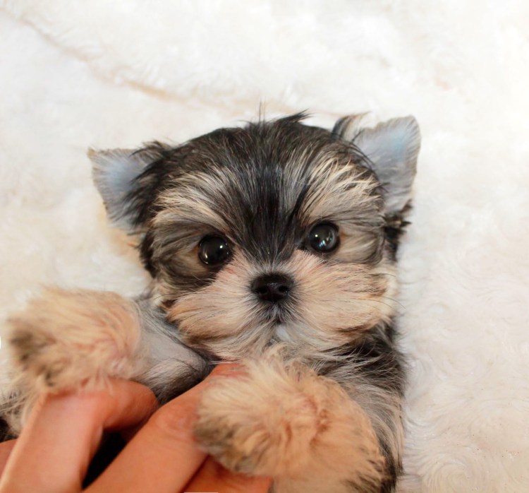 Ешкорский терьер