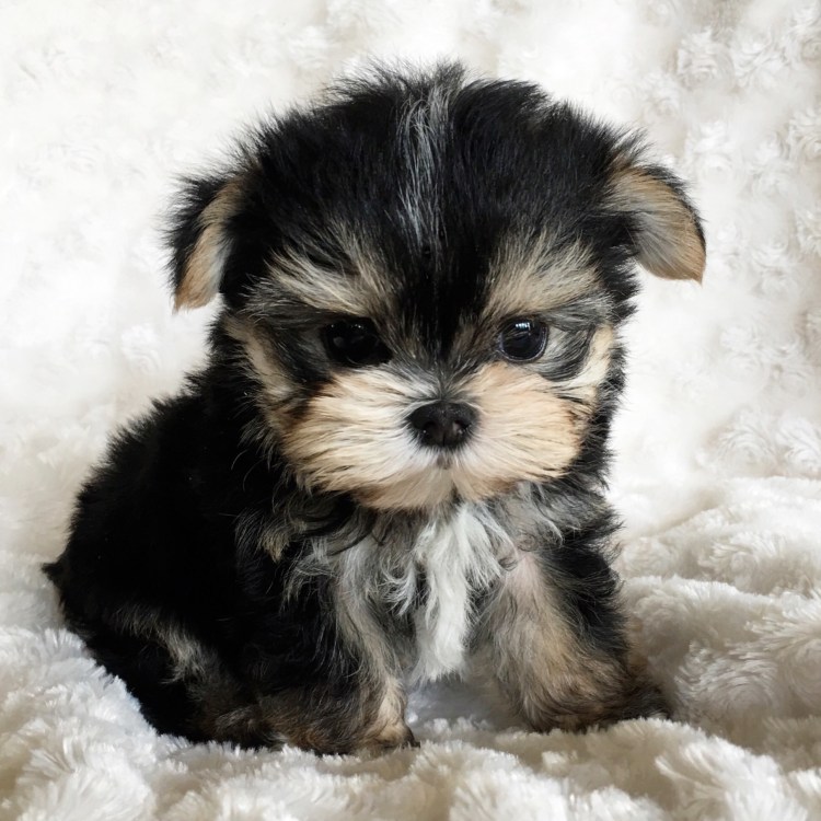 Morkie Breed