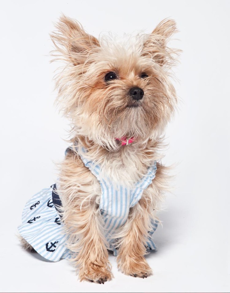 Болонка колор