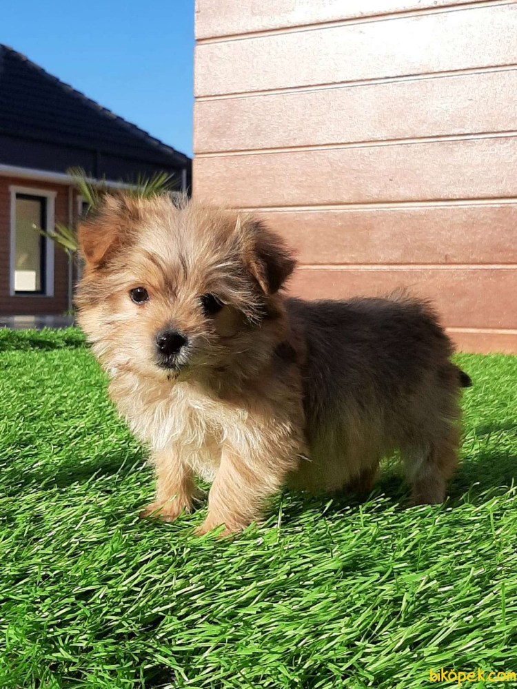 Морки Йорктиз