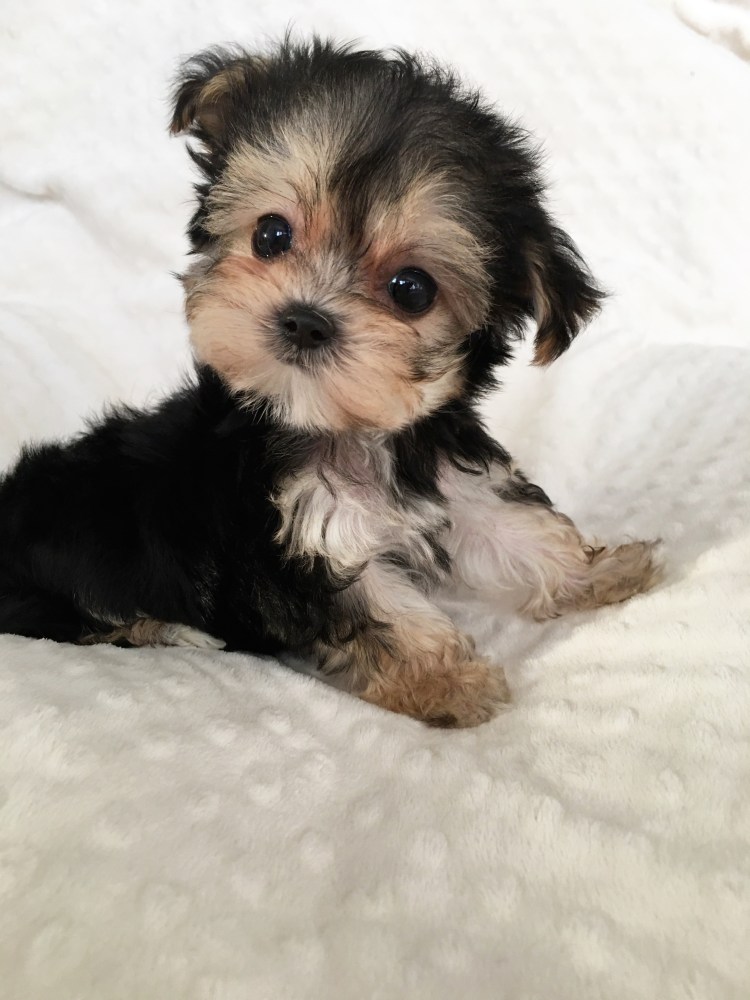 Морки Йорктиз