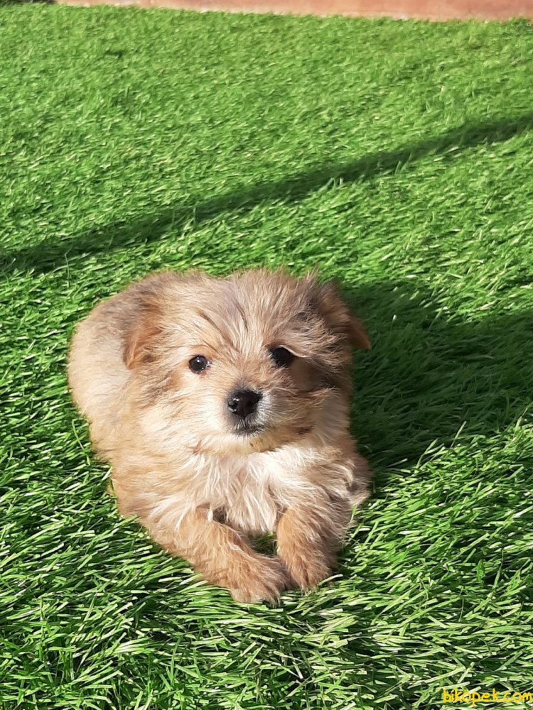 Micro Morkie Puppy