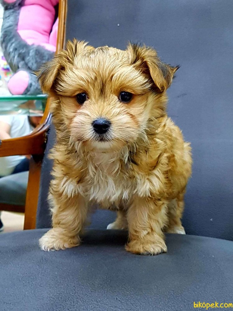 Щенки Морки Йорктиз