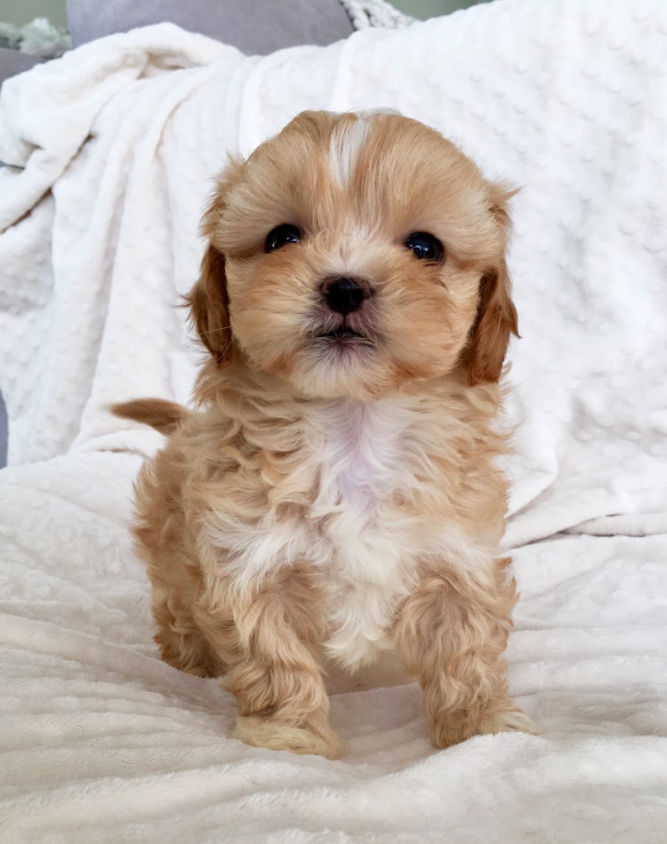 Морки порода собак