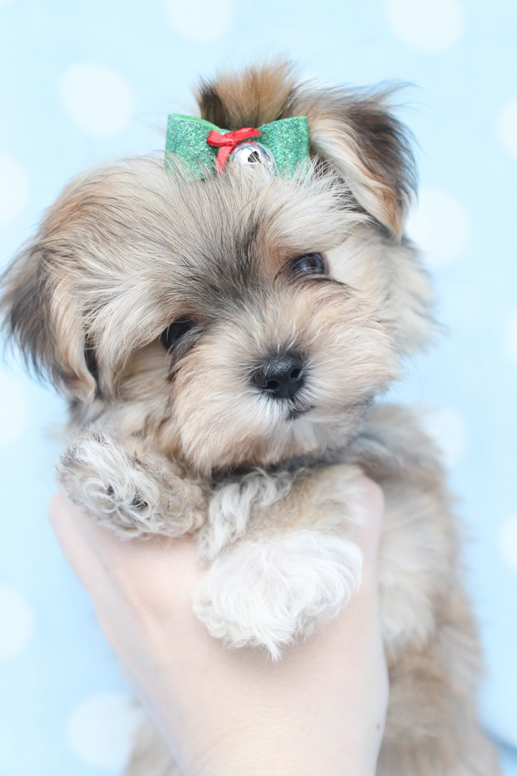 Micro Morkie Puppy