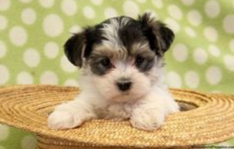 Бордер Йоркширский терьер