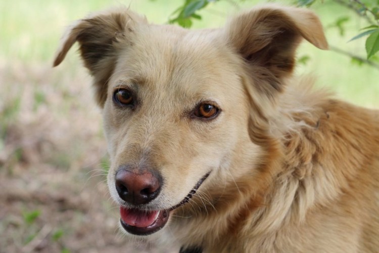 Двортерьер терьер