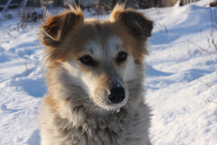 Милая дворняжка