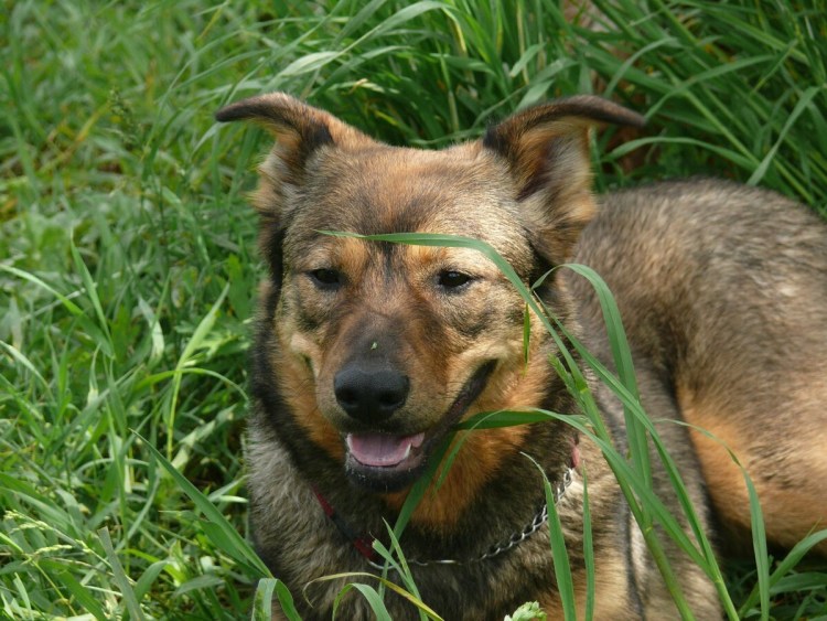 Королевский двортерьер