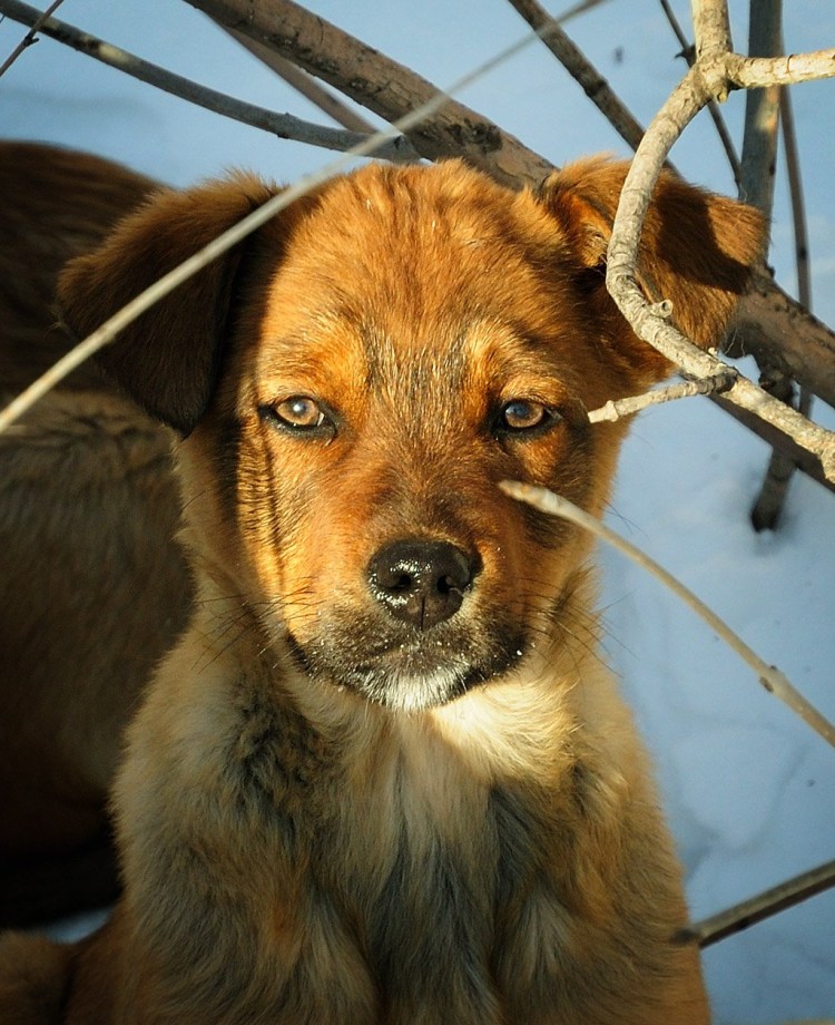 Благородный двортерьер