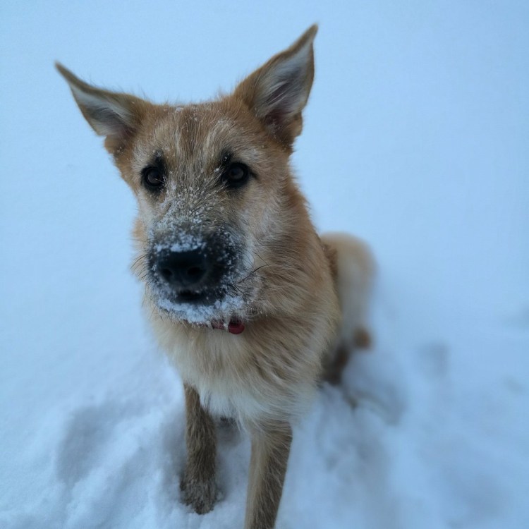 Американский двортерьер