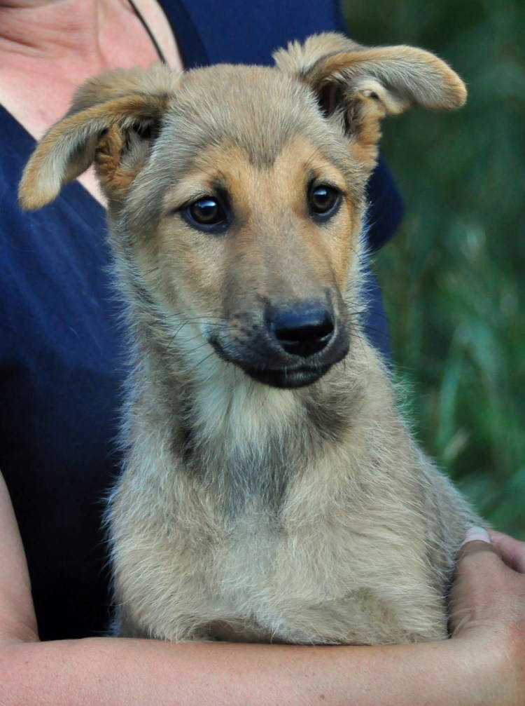 Королевский двортерьер