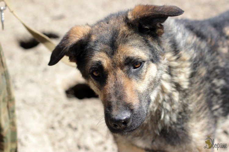 Двортерьер щенки