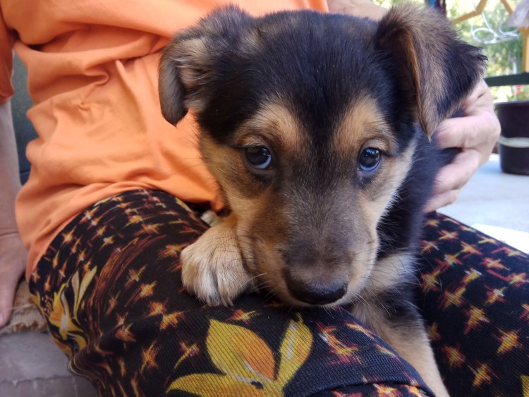 Все виды двортерьеров