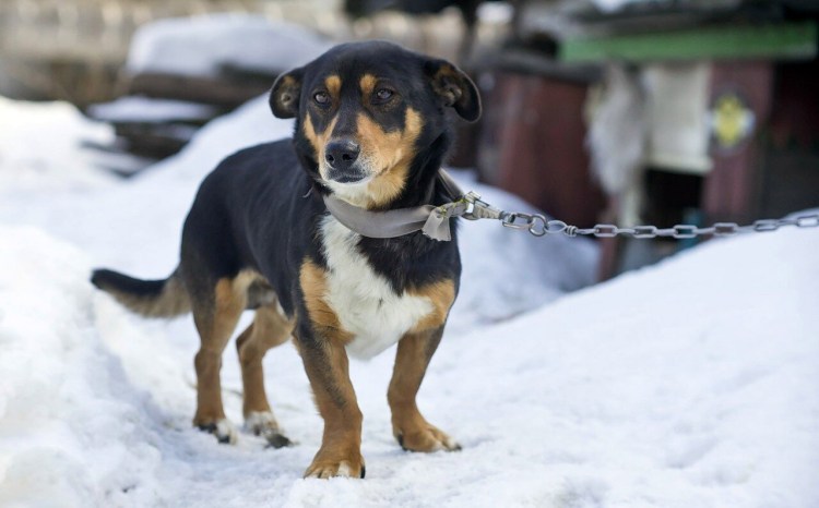 Русский двортерьер